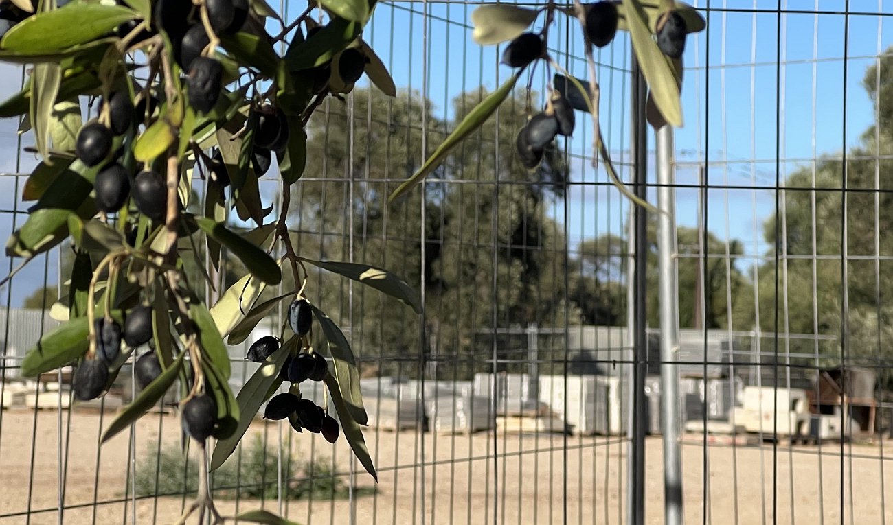 Olives against fence 1300w.jpg