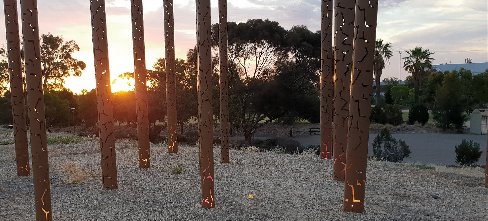 07_Eucalyptus alive at sunset.jpg