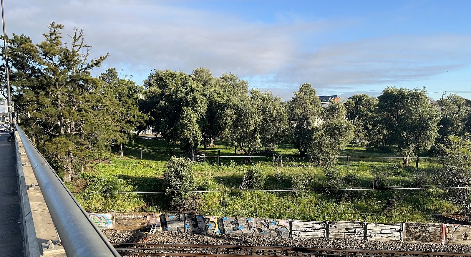 Some of the olive and sheoak forest destined for destruction