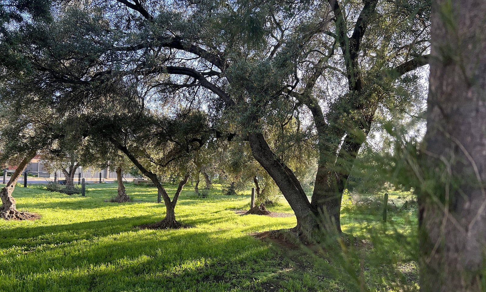 Part of the olive and sheoak forest destined for destruction