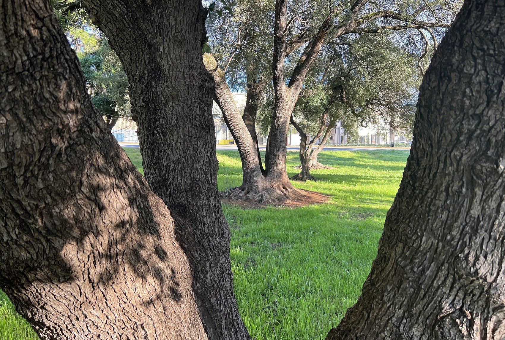 Part of the olive and sheoak forest destined for destruction