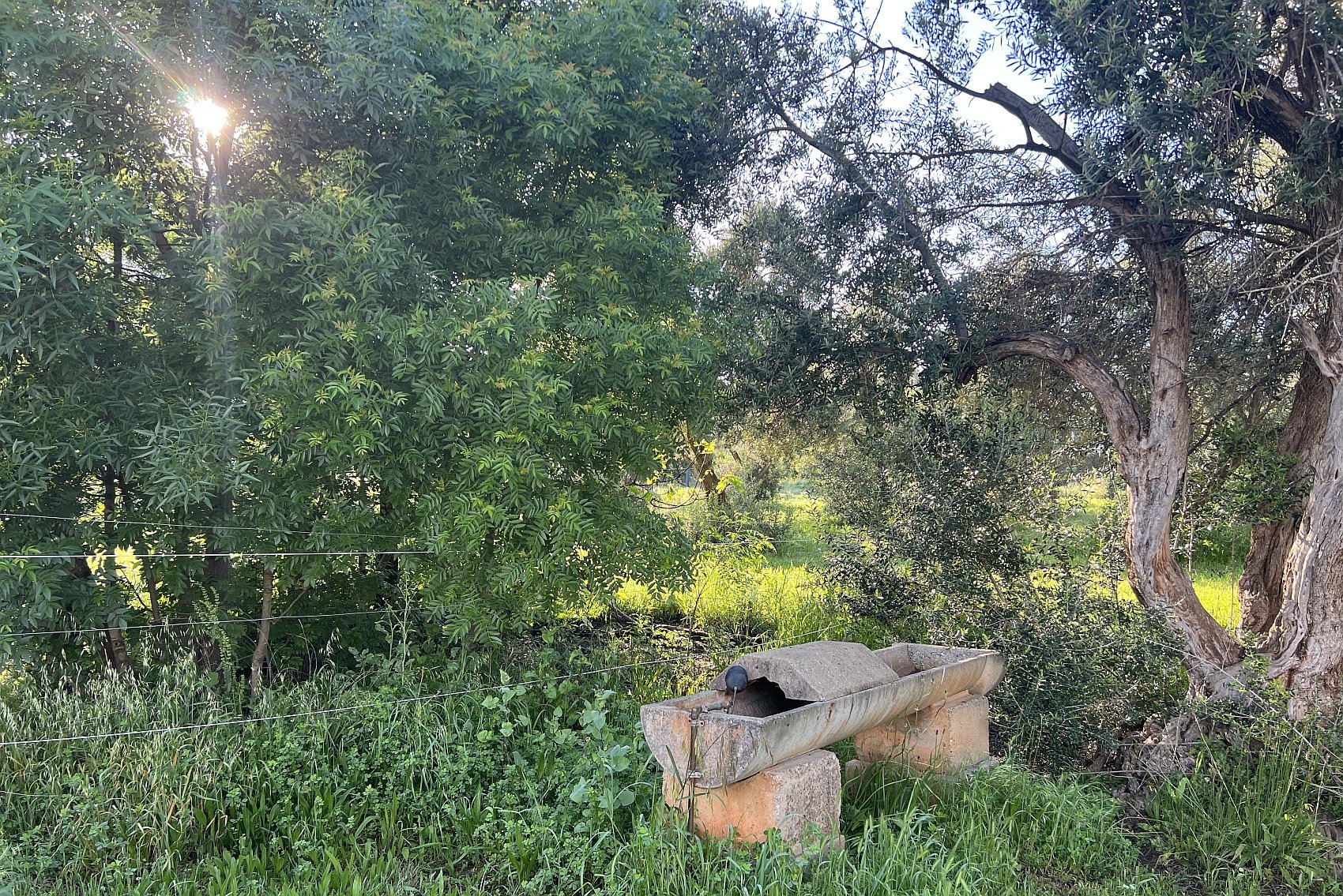 Part of the olive and sheoak forest destined for destruction