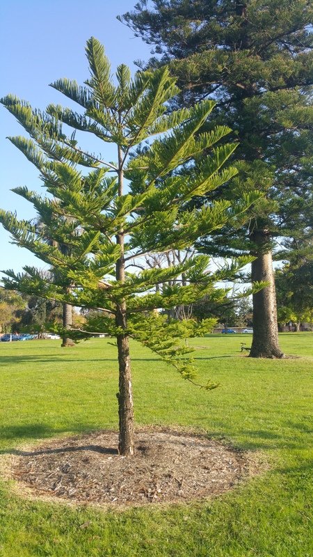 Norfolk Island pine (Araucaria heterophylla)