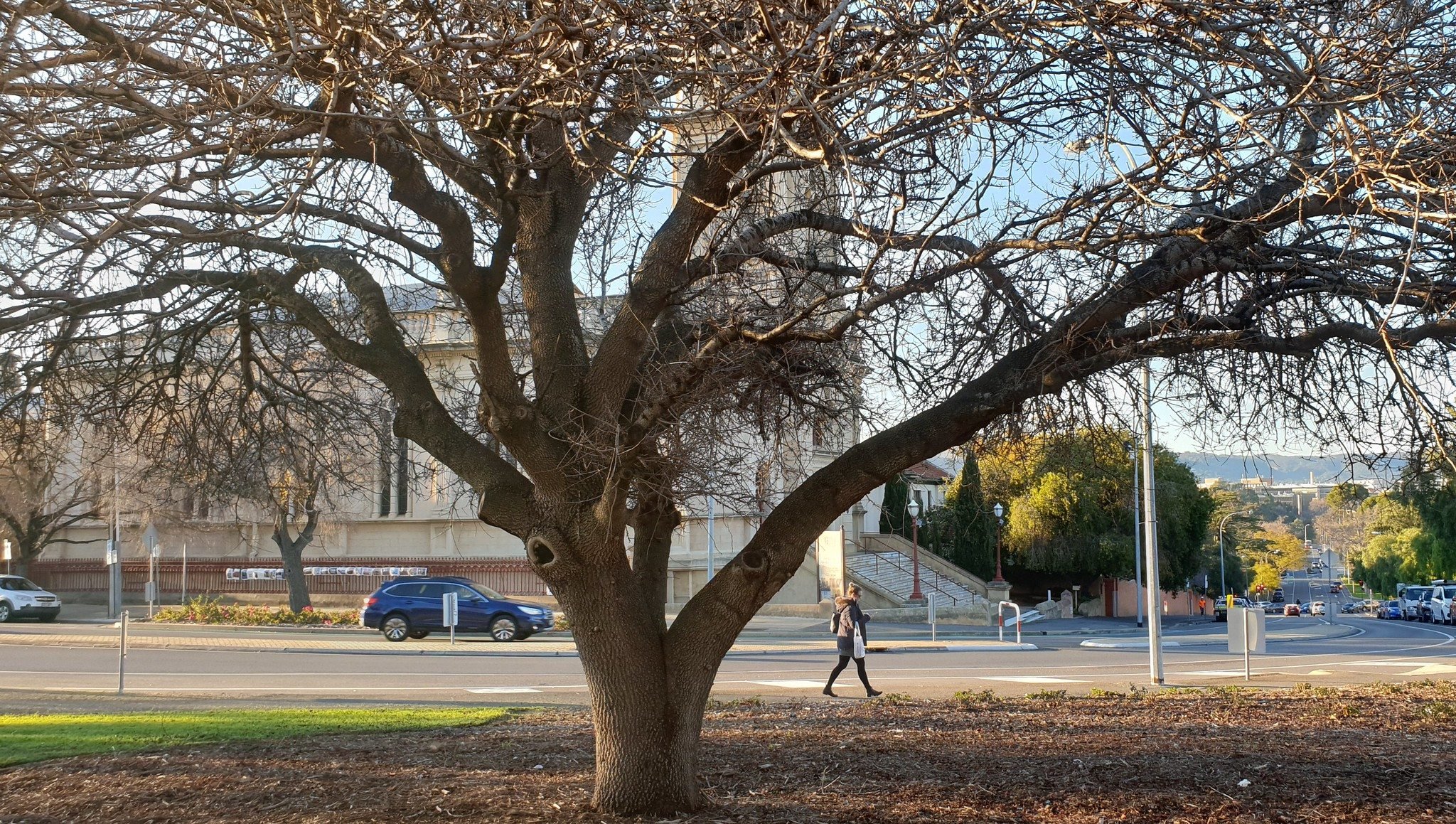 Turpentine tree (Pistacia terebinthus)