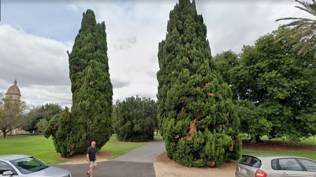 Italian Cypress (Cupressus sempervirens)
