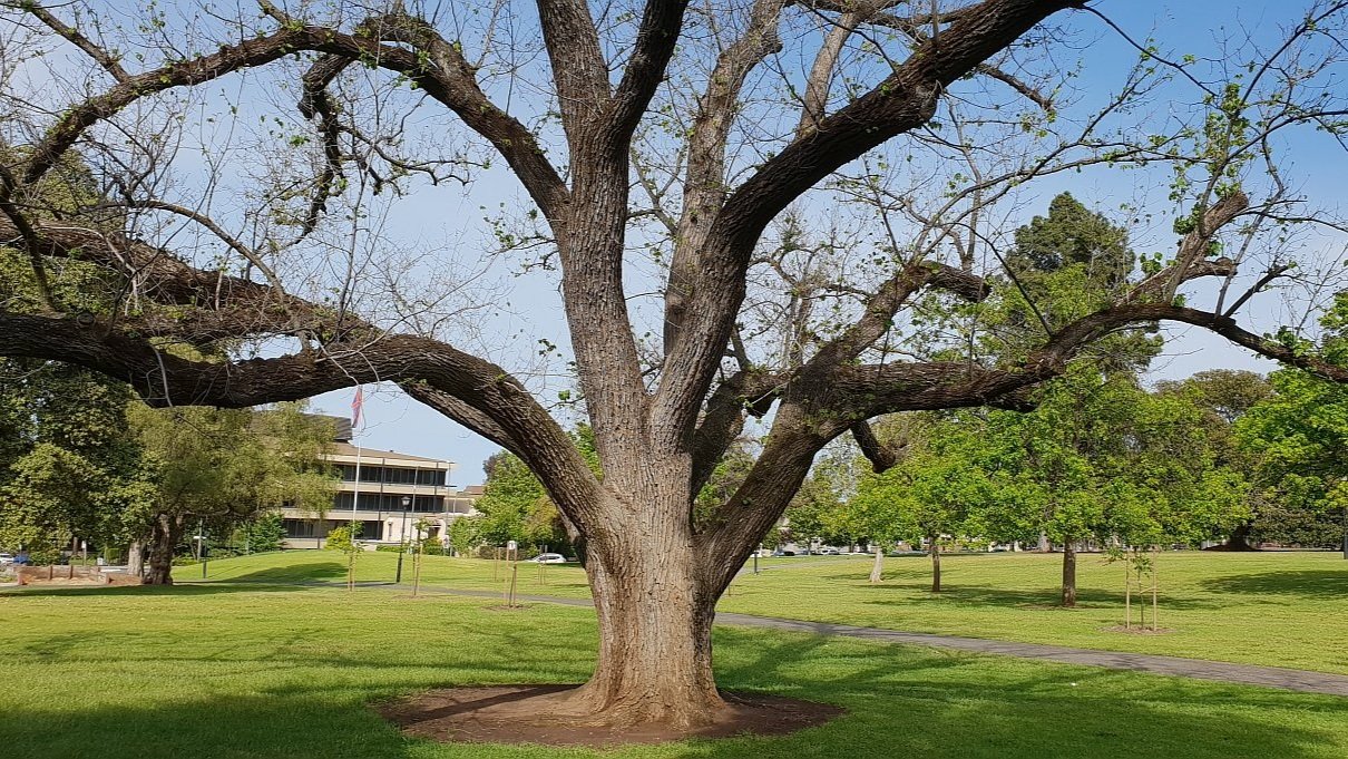 English elm (Ulmus procera)