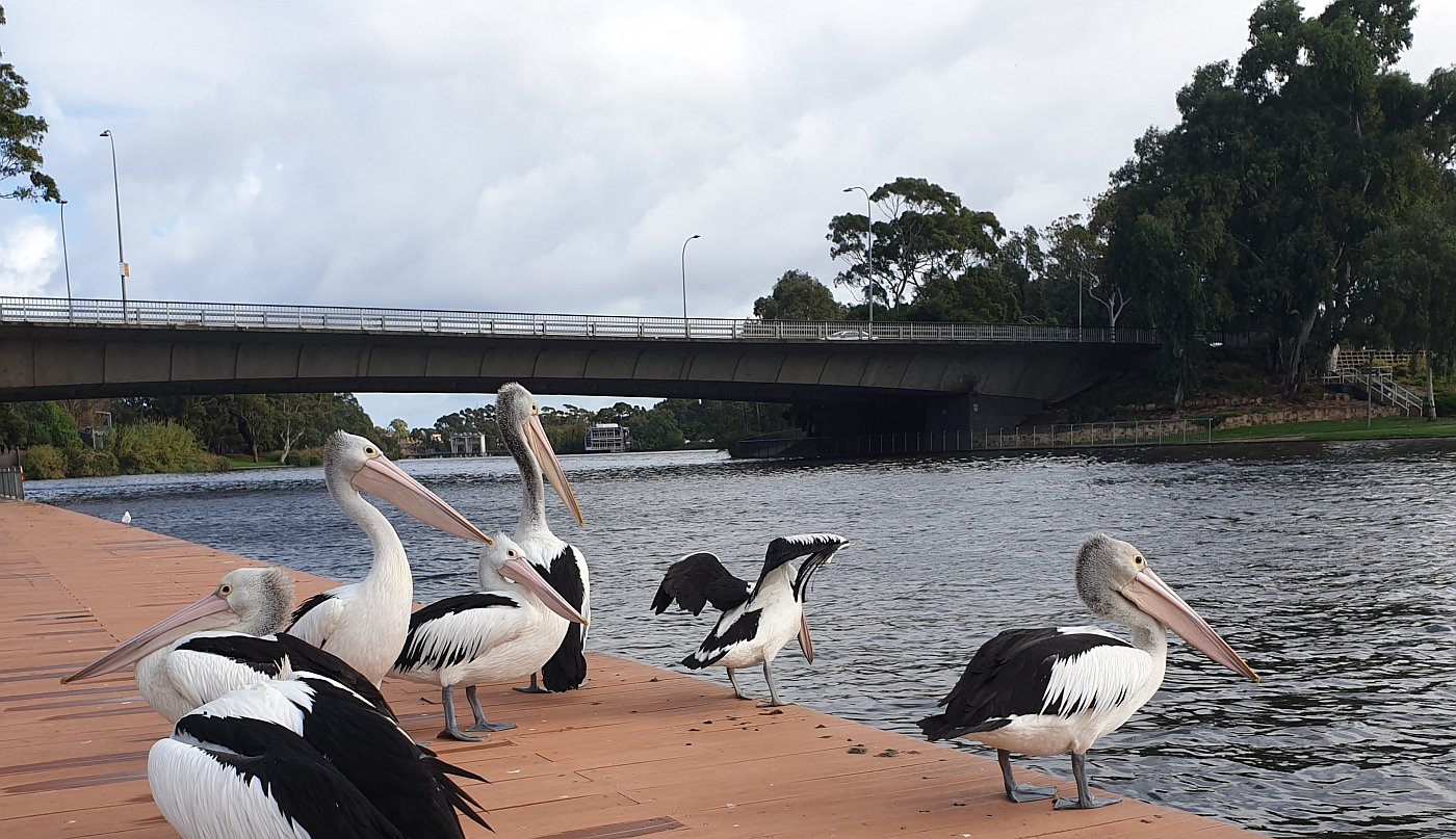 10_Victoria Bridge plus pelicans.jpg