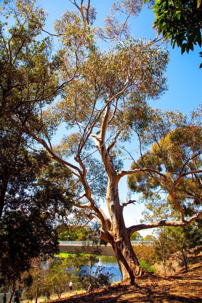 The trees of Helen Mayo Park.  Pics: Yuri Poetzel