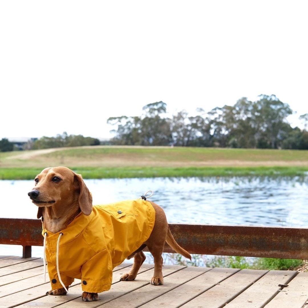 On-leash for wetlands?