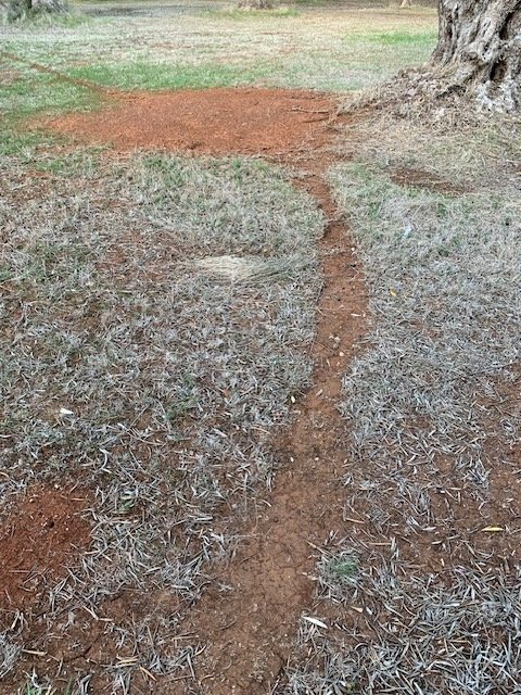 Ant trails in Park 7