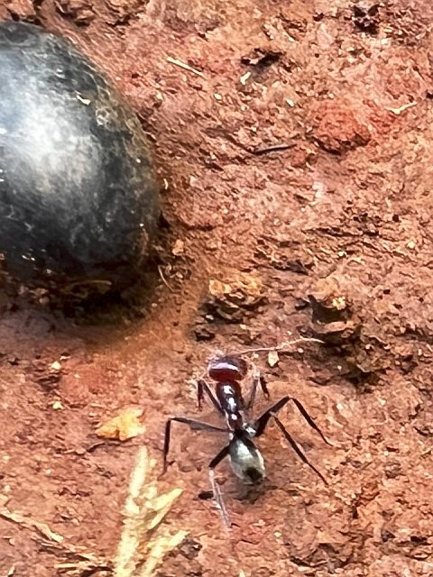  Southern Meat Ant (Iridomyrmex purpureus)