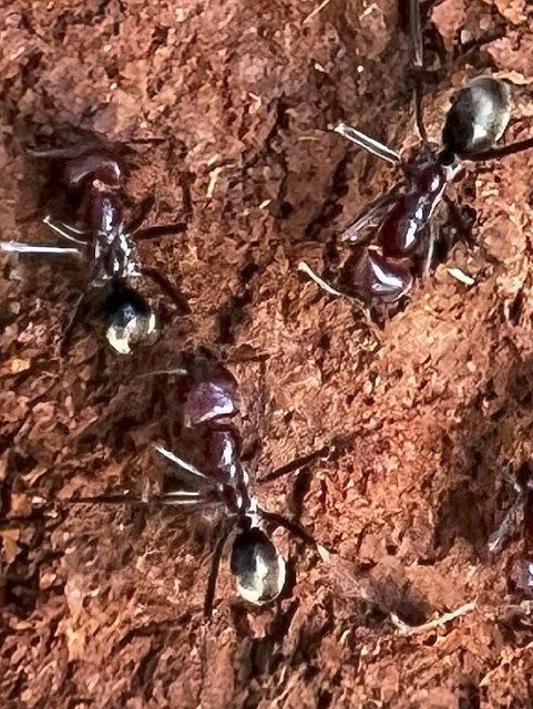  Southern Meat Ant (Iridomyrmex purpureus)