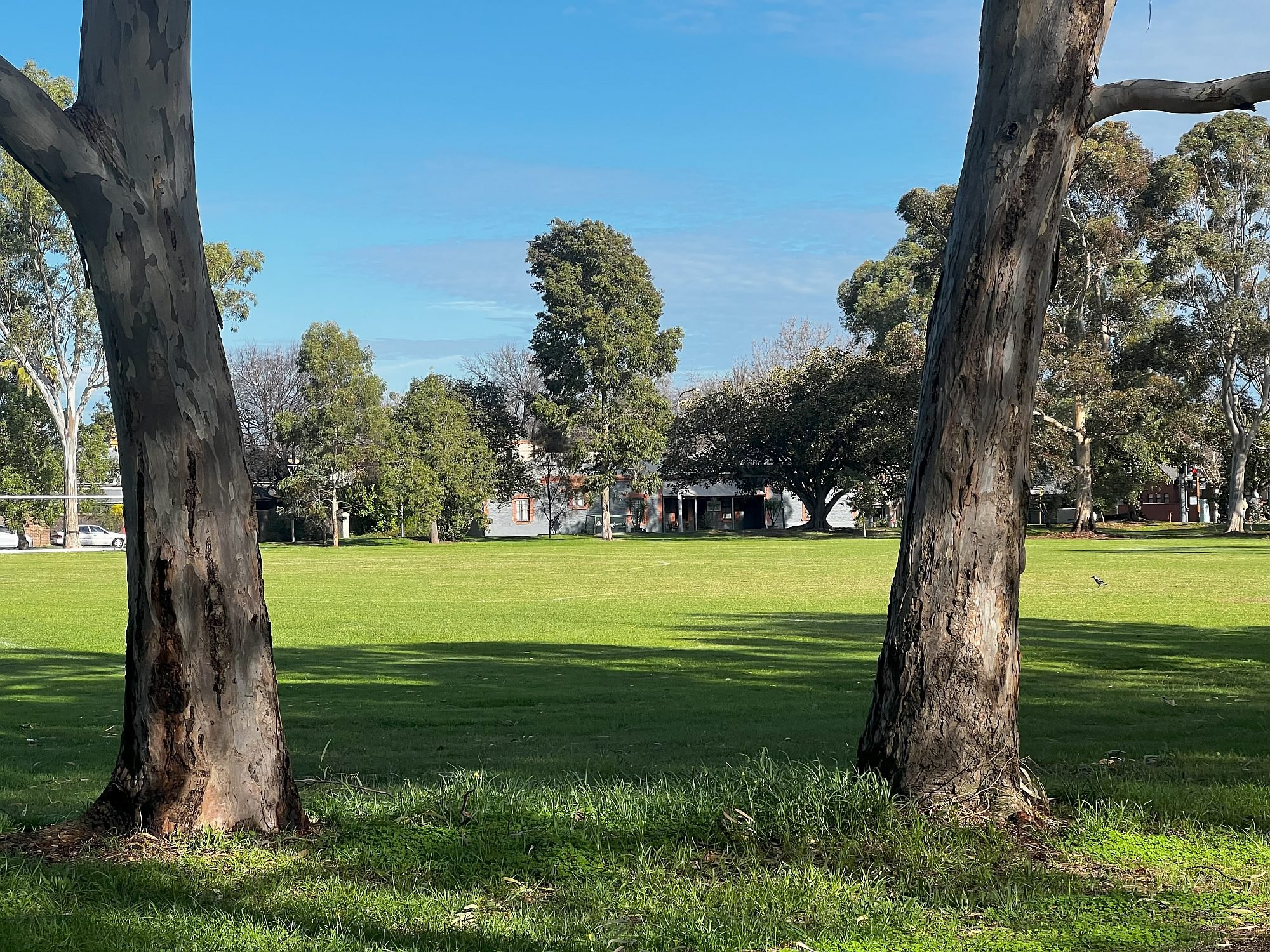 Destroyed by the State Gov't in Nov 2023:  two former sugar gums (Eucalyptus cladocalyx) AND the former sports  field