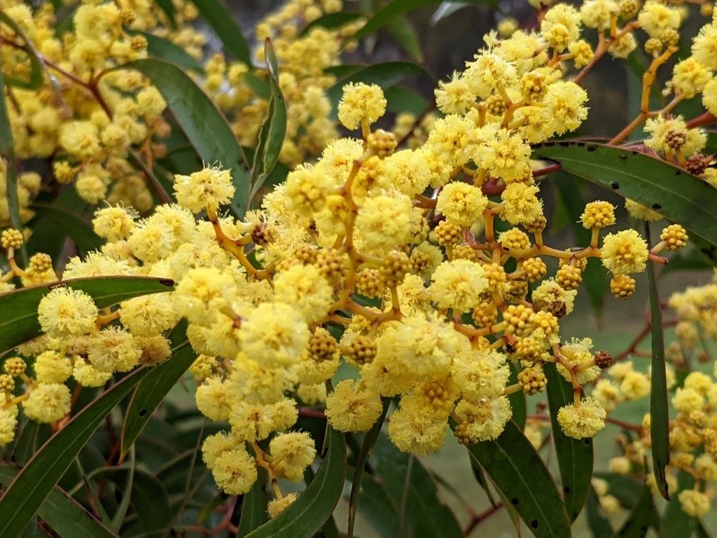 Know Your Park Lands Plants: Golden Wattle  Adelaide Park Lands Association