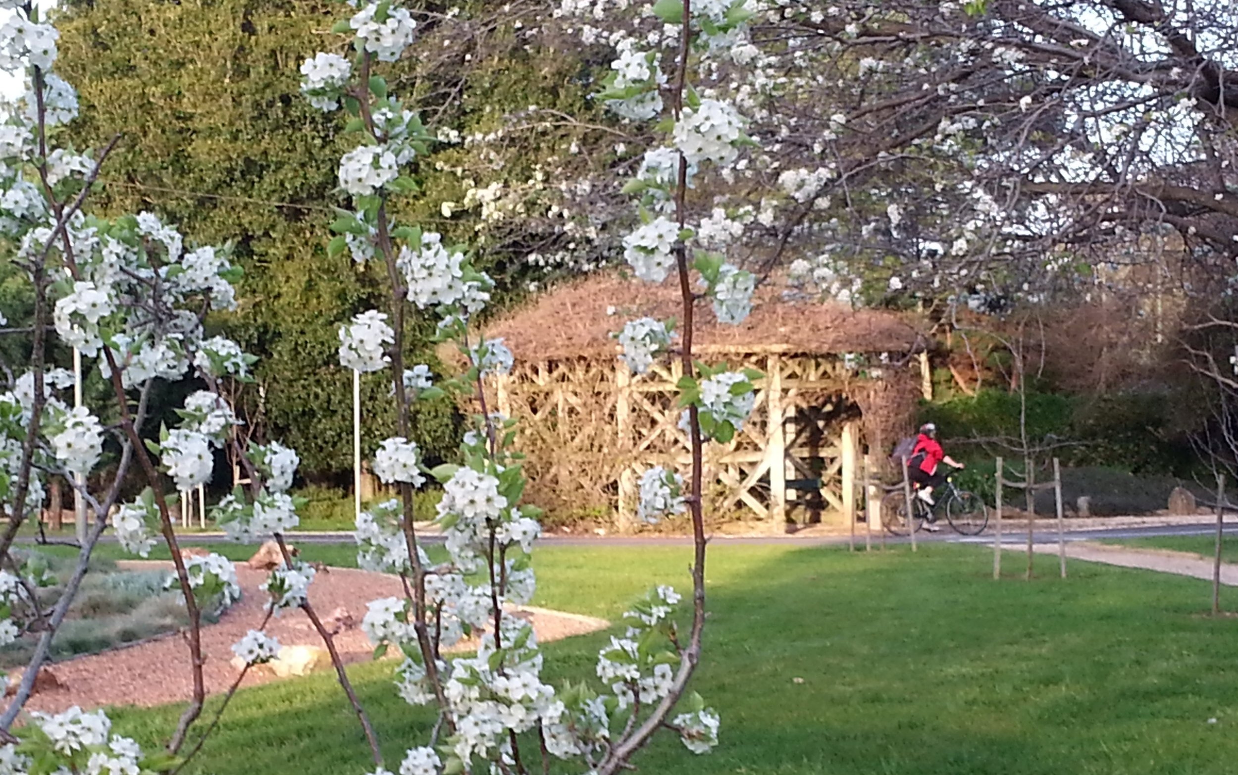 Osmond Gardens pergola in 2014