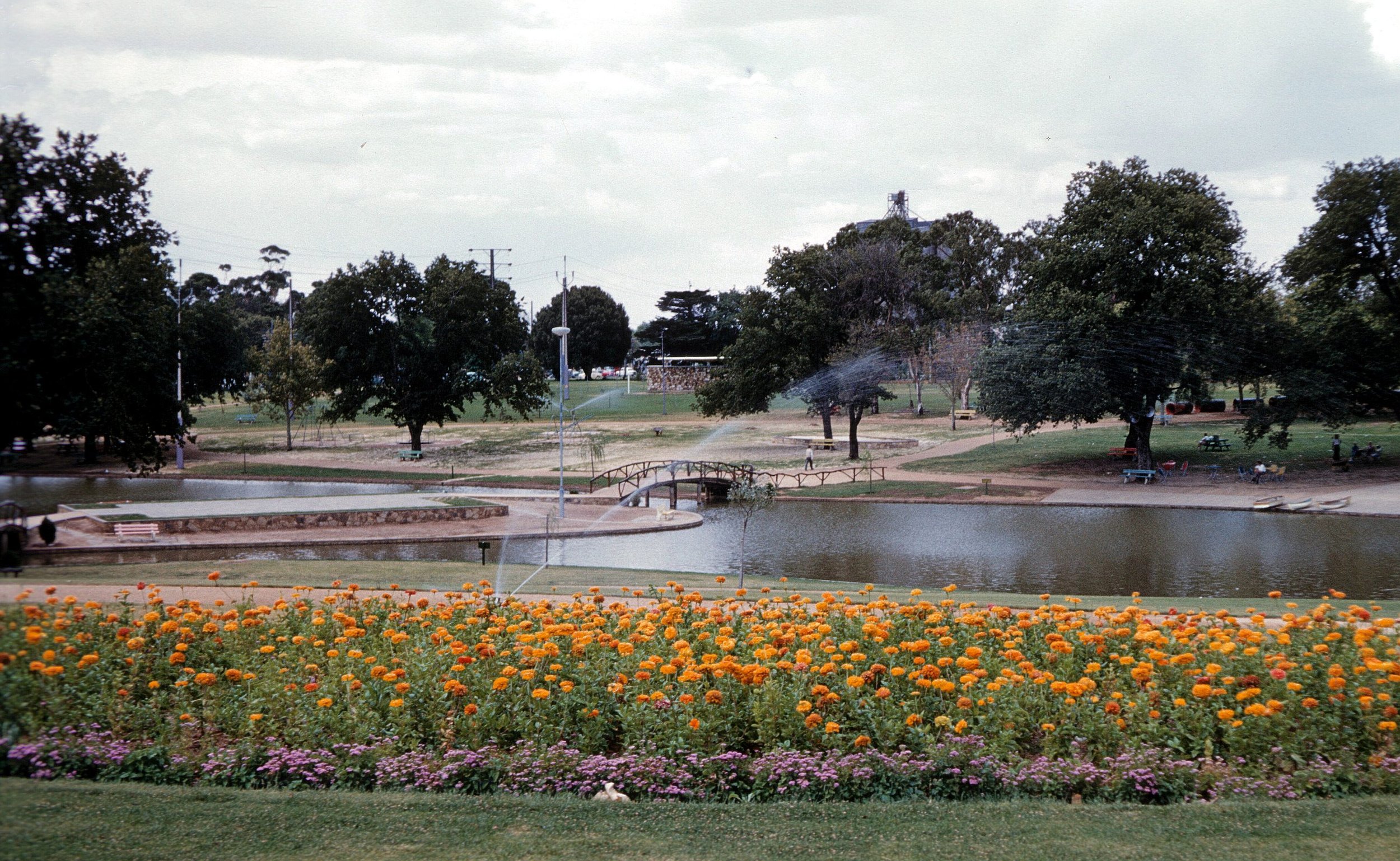 The island on Rymill Park Lake, early 1961