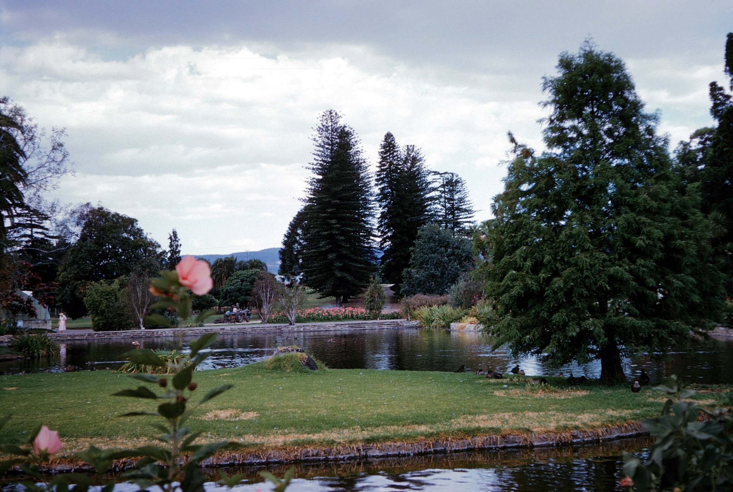 Adelaide Botanic Garden: the Nelumbo (sacred lotus) pond, in 1961