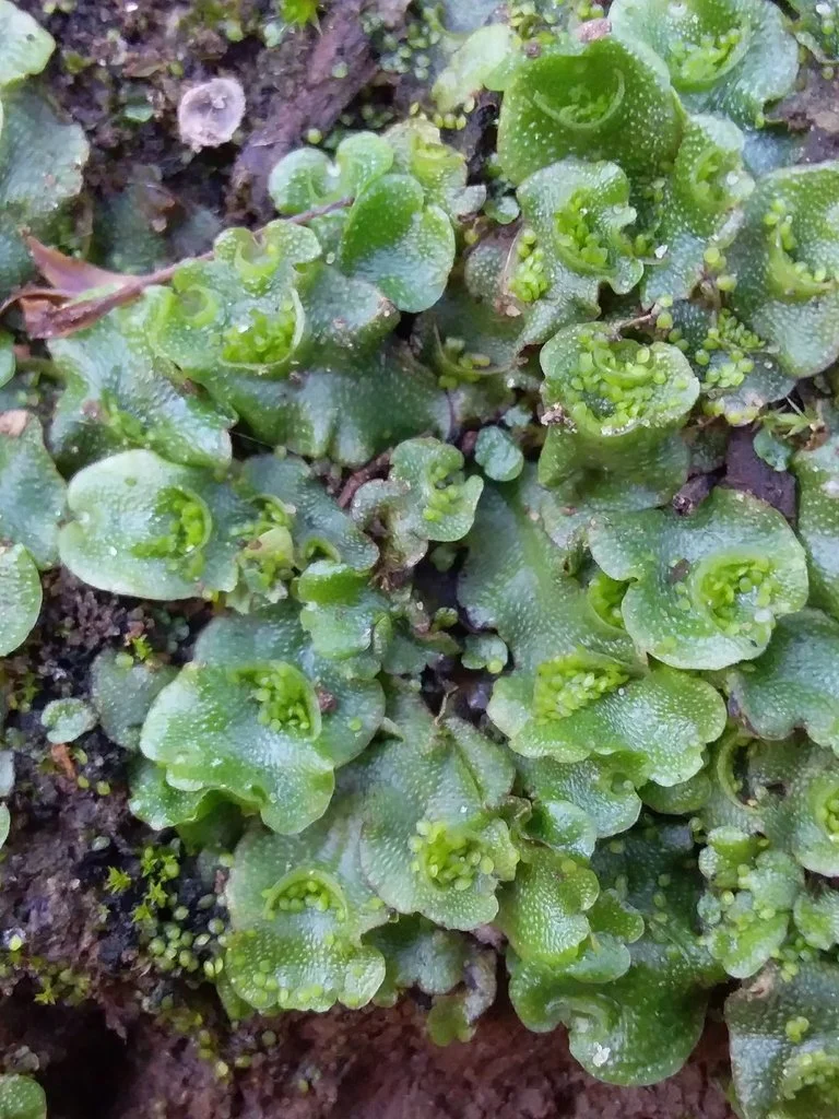 Know Your Park Lands Plants: Crescent-cup Liverwort