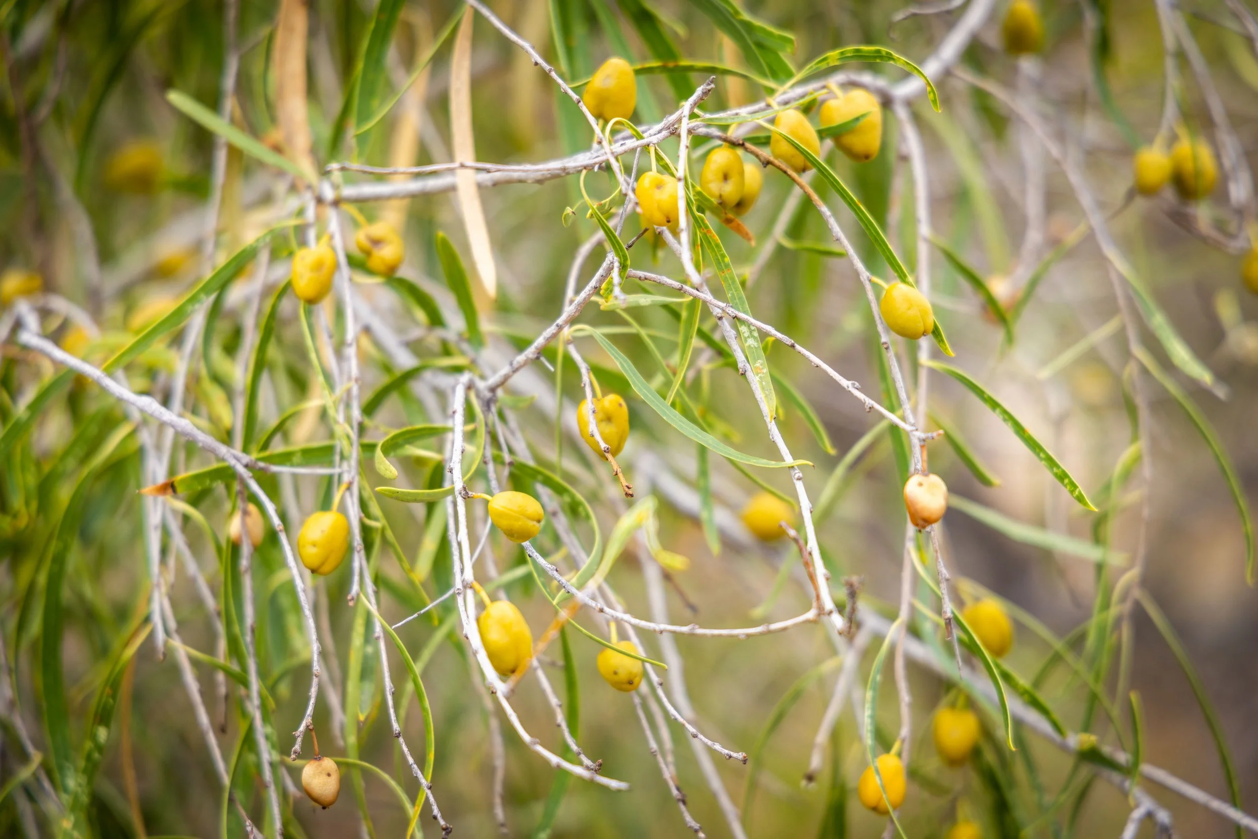 Know Your Park Lands Plants: native apricot