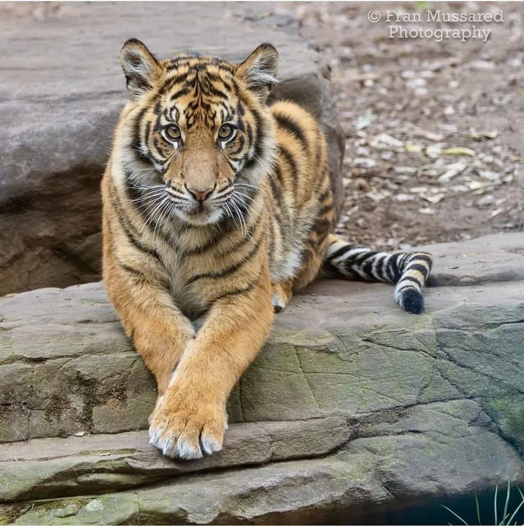 A year at the zoo