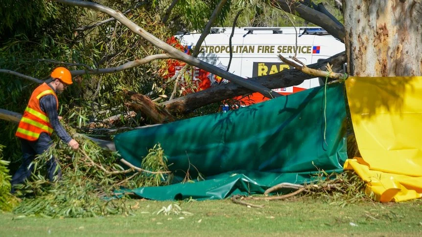 Tree tragedy