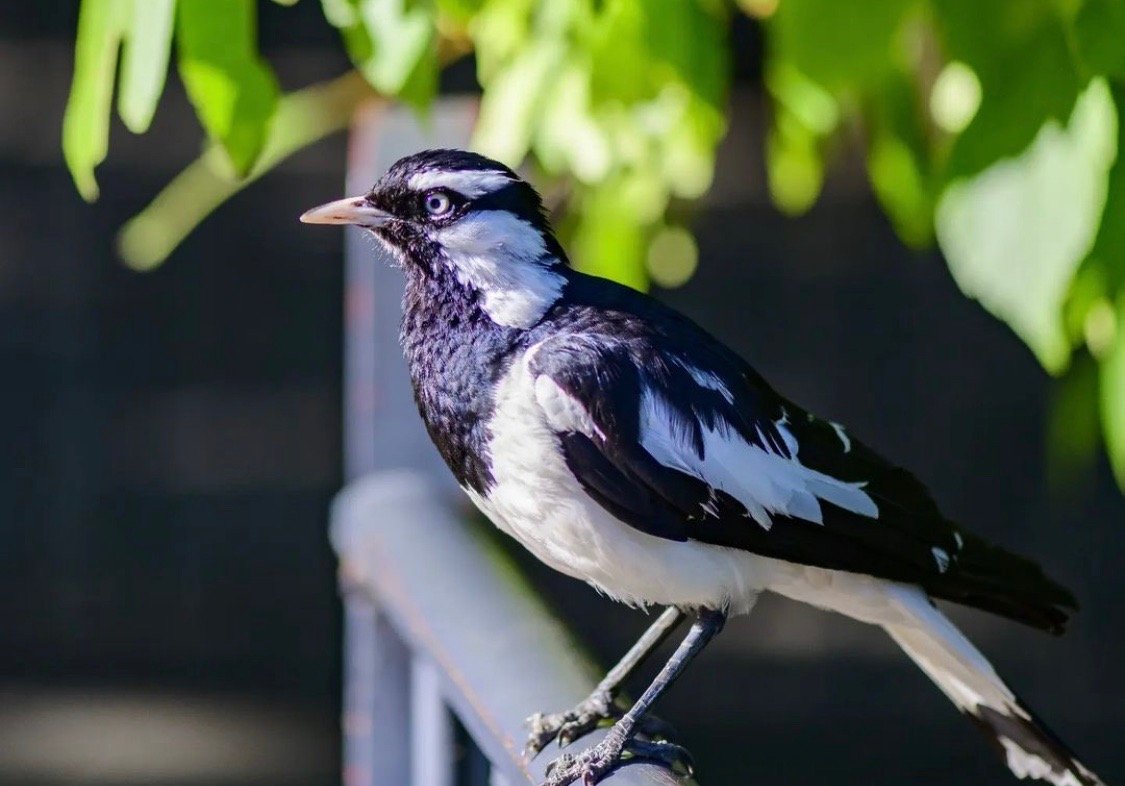 @gascoigne.chris snapped this magpie-lark at the Adelaide Botanic Garden (Park 11).

An easy way to tell the male and female birds apart? The males have 'goggles' and a black throat. The females have 'running mascara' and a white throat.

#adelaidepa