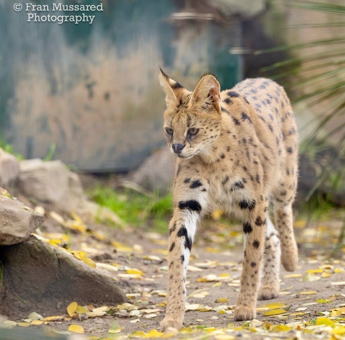 This serval was photographed by @franmuzz at the Adelaide Zoo (Park 11) - a popular spot during the school hols!

#adelaideparklands #picoftheday📸