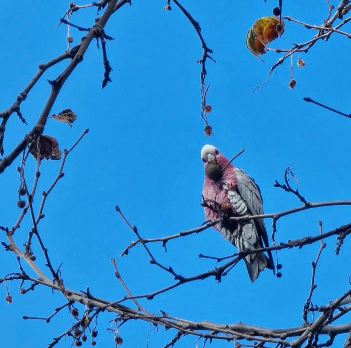 Cocky wants a cracker ... shot!

&quot;The snap-crackle-pop of their quietly determined destruction of these trees was lovely to observe,&quot; writes ingridklees in the southern Park Lands.

#adelaideparklands #picoftheday