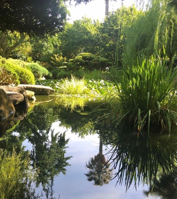 &quot;Cool, green refresh,&quot; writes @suelewis3071 at the Adelaide Himeji Garden in Park 18.

#adelaideparklands #picoftheday📸
