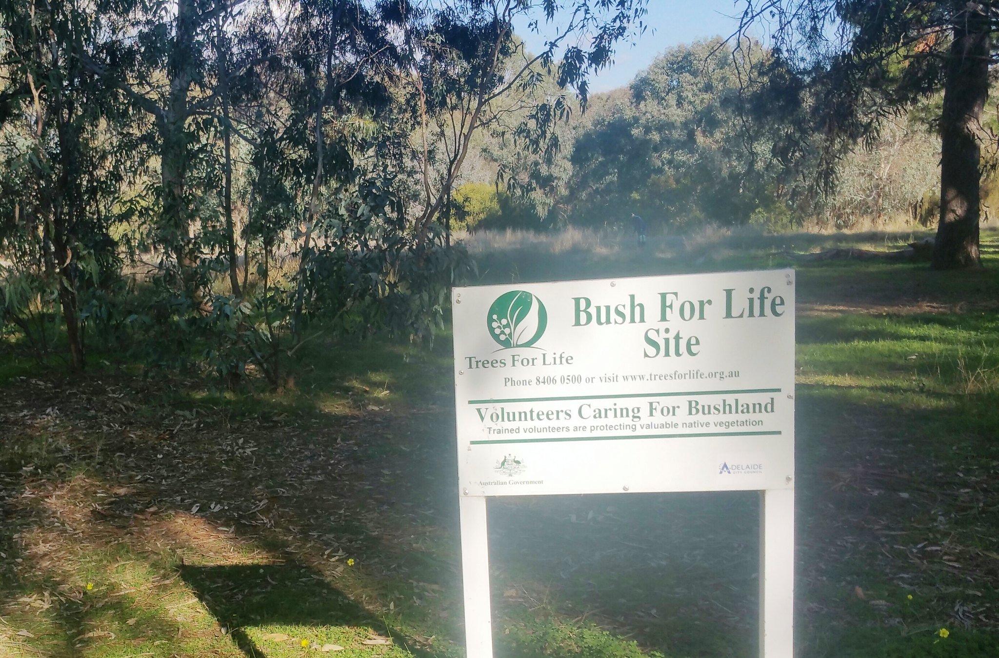 One of the 15 stops during this Sunday's Guided Walk through Carriageway Park / Tuthangga (Park 17 of your #adelaideparklands) is this Bush for Life regeneration site. Hear how it's been restored with native grassland. To book, see the link in our In