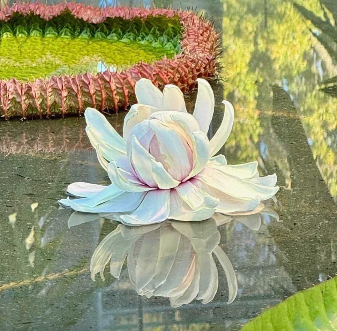 @ingridkellenbach captured this spectacular Victoria amazonica water lily in full bloom at the Adelaide Botanic Garden [Park 11] on the weekend.

&quot;So lucky to see it bloom as the flower only lasts 48 hours,&quot; Ingrid writes. &quot;As the flow