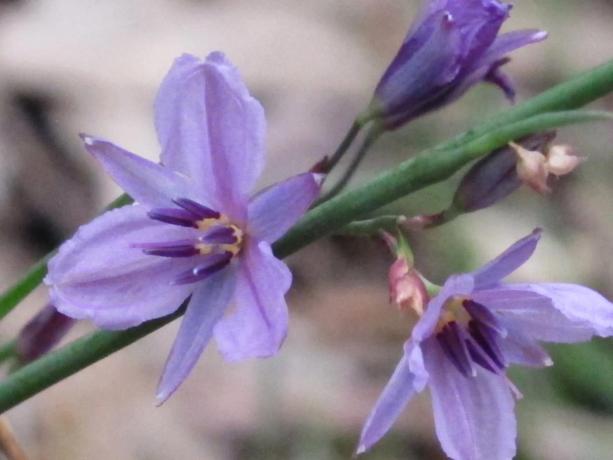 Know your Park Lands plants: chocolate lily