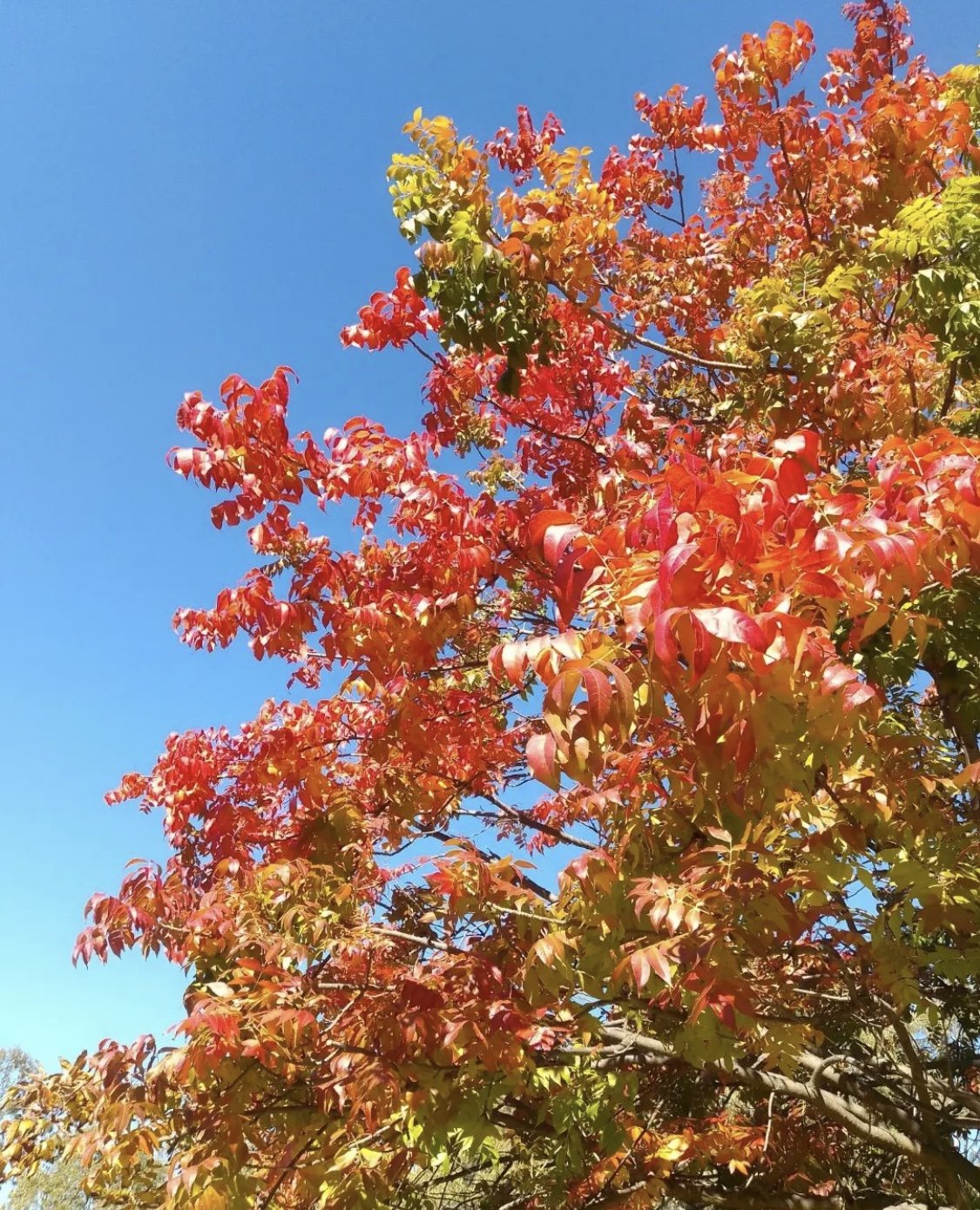 Autumn prettiness in the Veale Gardens (Park 21), care of @fannymckracken. 

#adelaideparklands #picoftheday📸