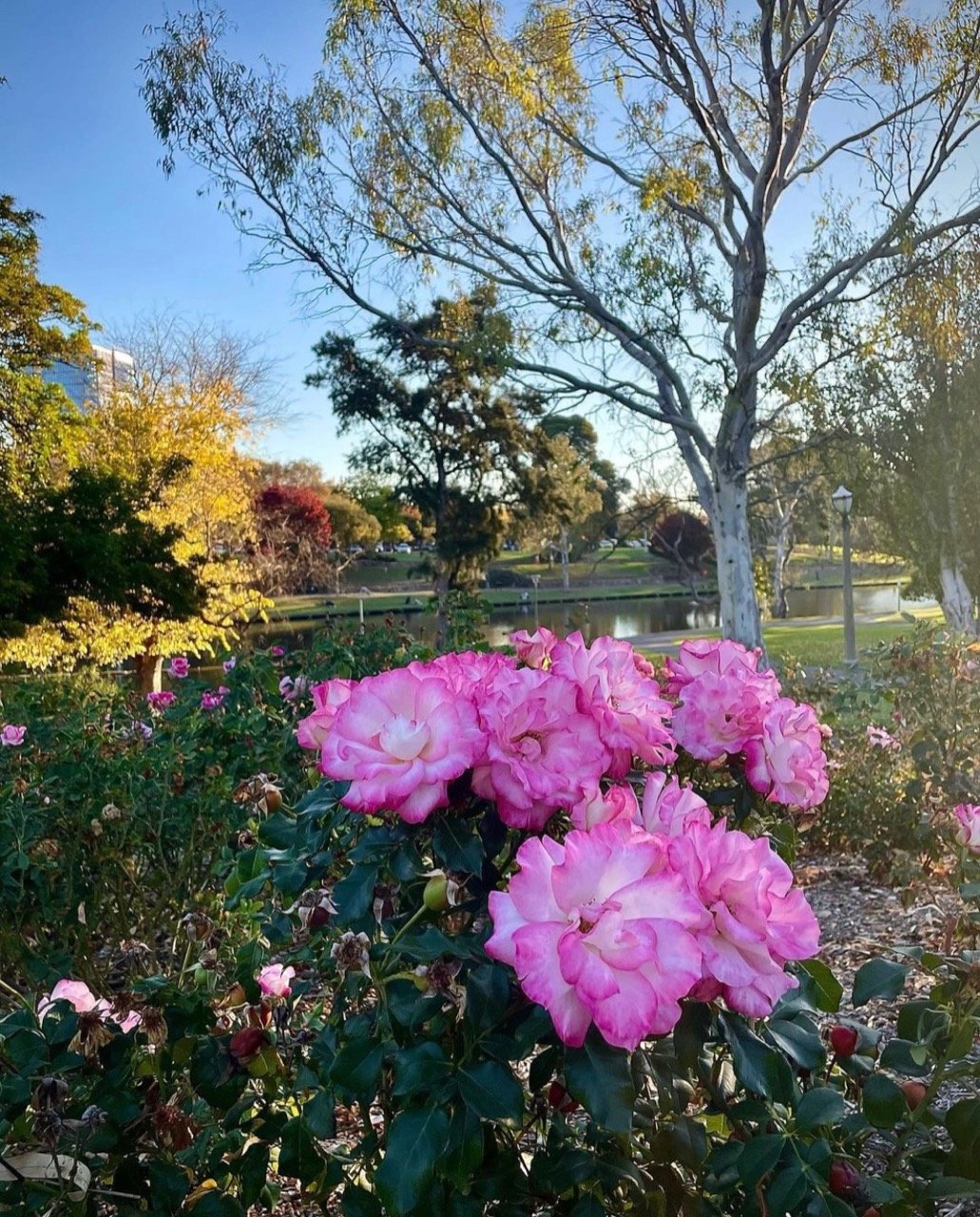 Nice day for a Mother's Day picnic...

These pretty flower pics are thanks to @tony_of_adelaide - along the River Torrens / Karrawirra Parri - and @fannymckracken in the Veale Gardens (Park 21).

#adelaideparklands #picoftheday📷❤️