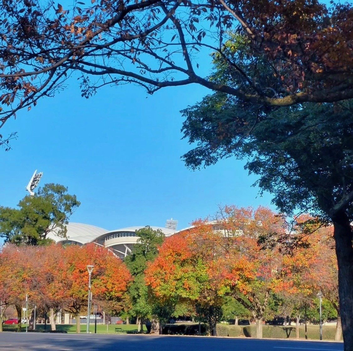 @colhoun captured these autumnal scenes on a morning run in Tarntanya Wama (Park 26).

#adelaideparklands #picoftheday📷❤️