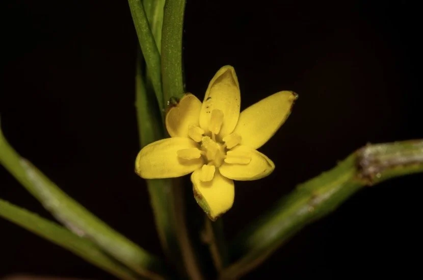 Know Your Park Lands Plants: Tiny Star