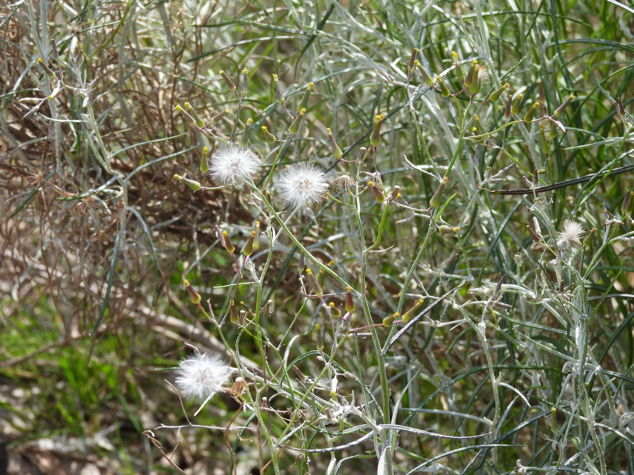 Know Your Park Lands Plants: Cotton Fireweed