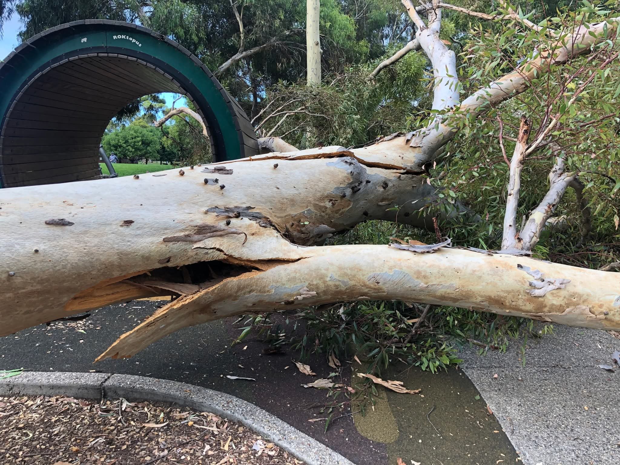 Probe into fallen trees 