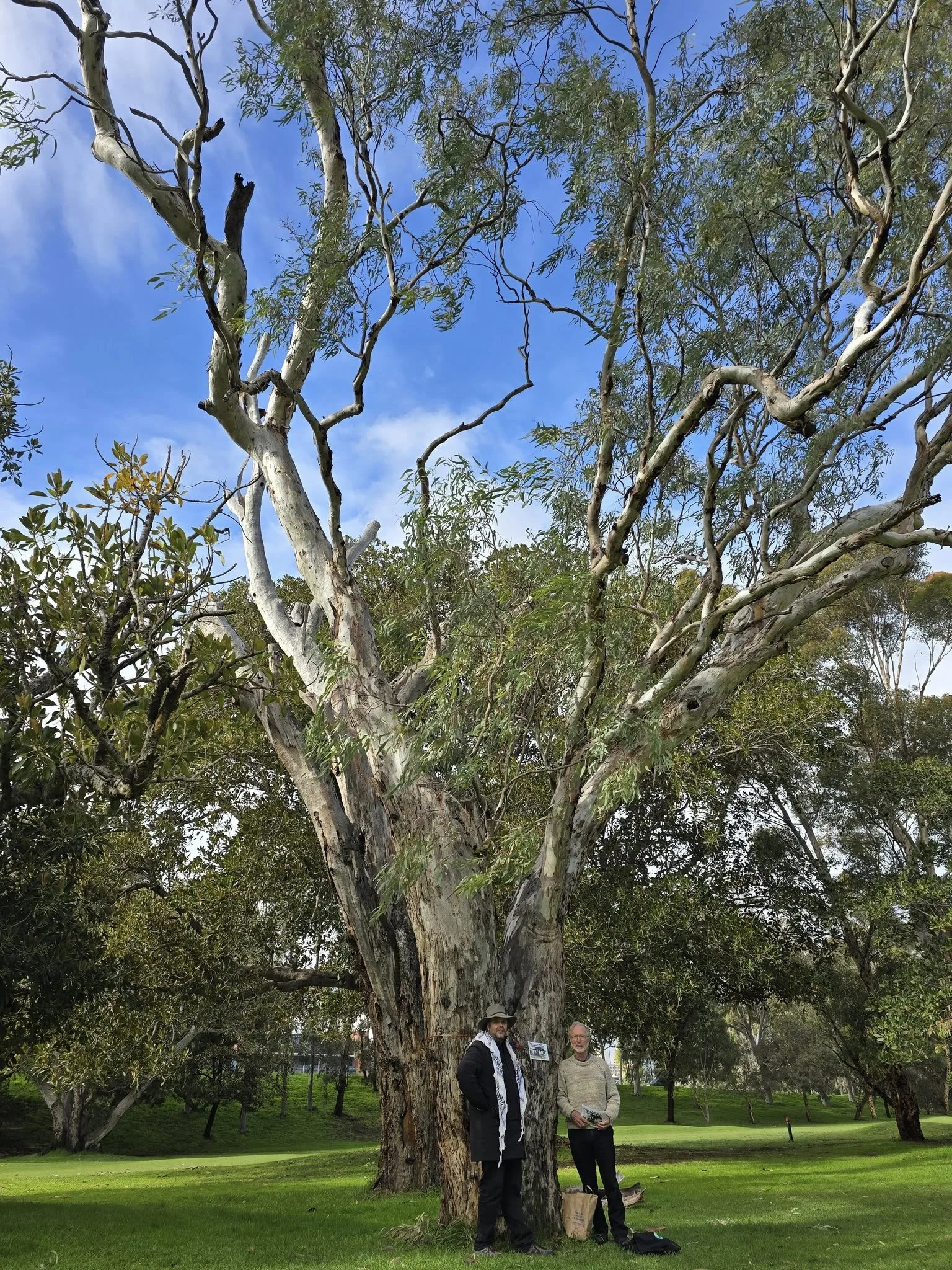 Some of the trees planted in this Park a century or more ago - before a golf course was laid out