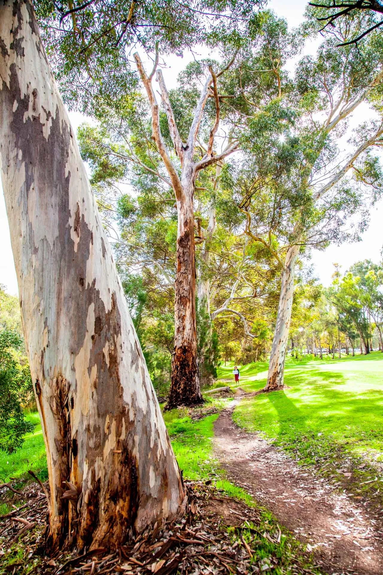 Some of the trees planted in this Park a century or more ago - before a golf course was laid out