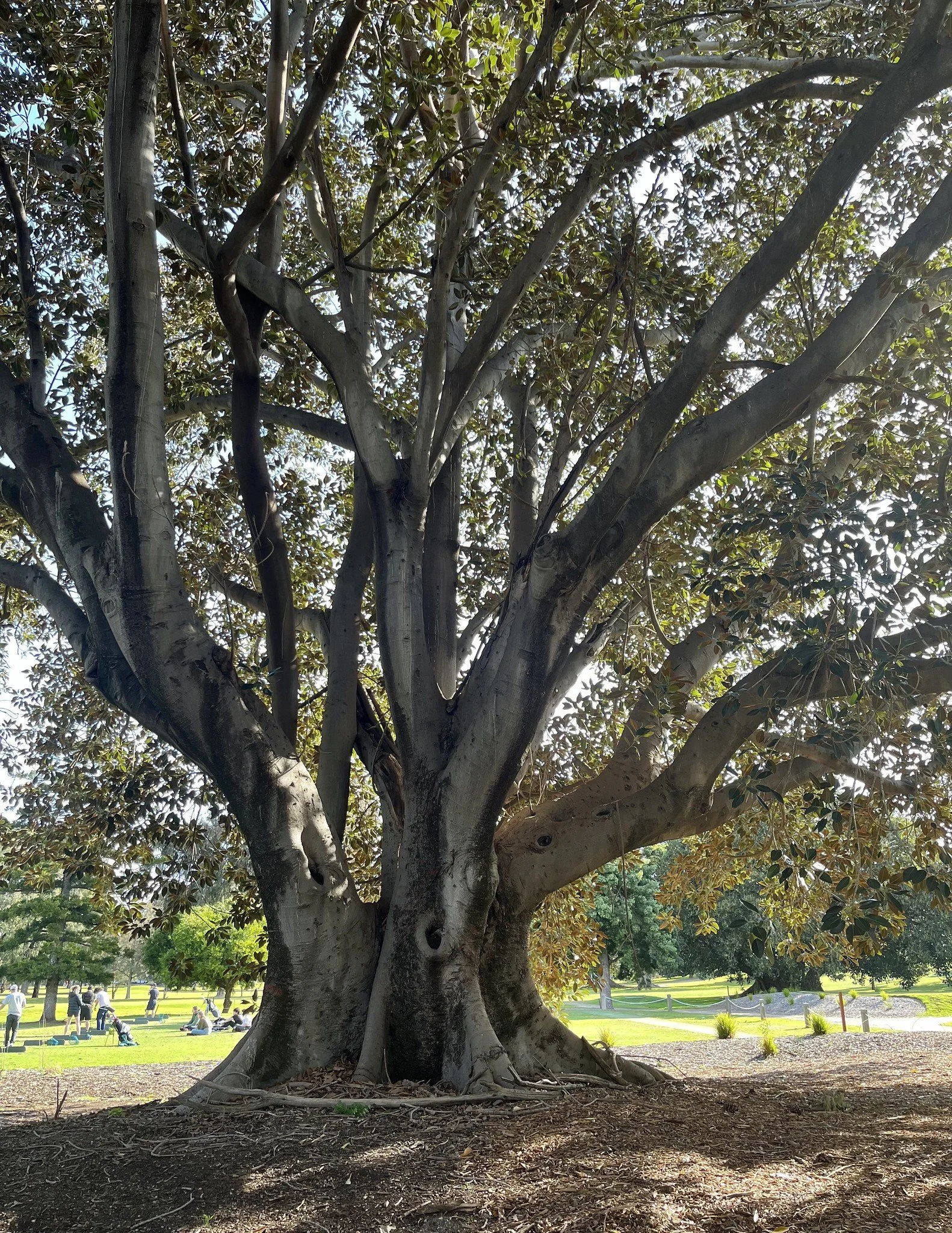 Some of the trees planted in this Park a century or more ago - before a golf course was laid out