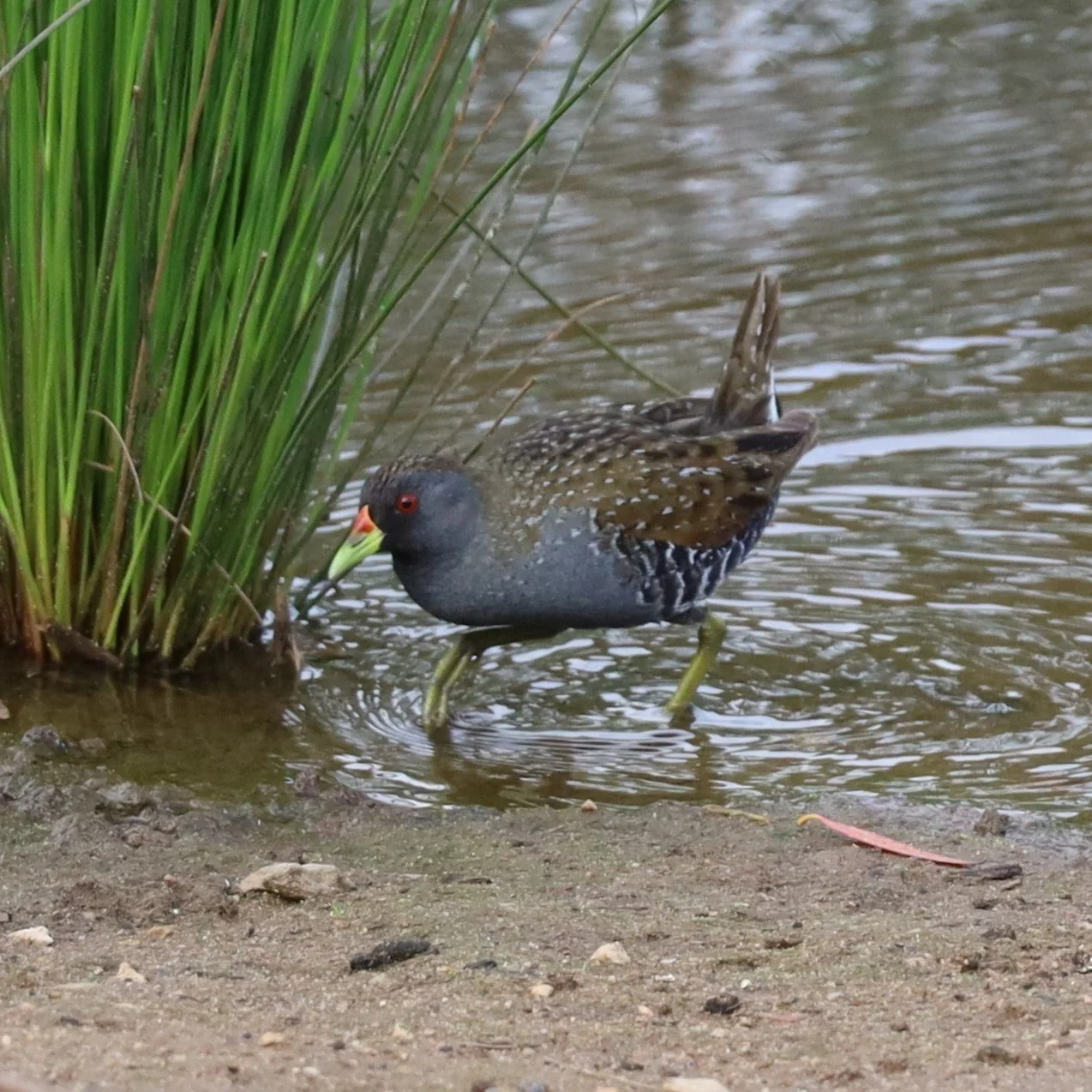 As part of the @naturefestivalsa @treesforlifesa hosted &quot;Enjoy the Birds of the Pakapakanthi Wetlands&quot; with Bird Lover in Residence, Professor Hugh Possingham. Hard to believe we were in the heart of the city! Highlights included the Austra