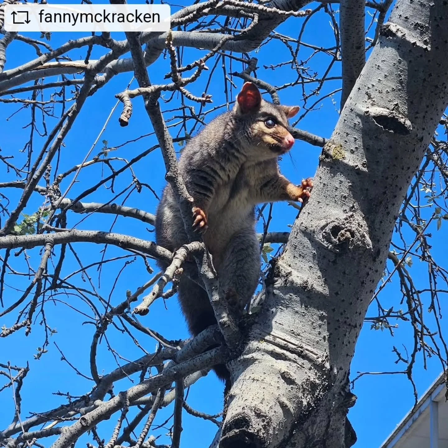 #REPOST @fannymckracken - Today I learnt more about Kurdanyitpi /PIRLTAWARDLI (Possum place) &amp; created beautiful blue &amp; white images (cyanotypes) using plants &amp; the sun @naturefestivalsa. It was great fun! Cyanotypes are a form of cameral