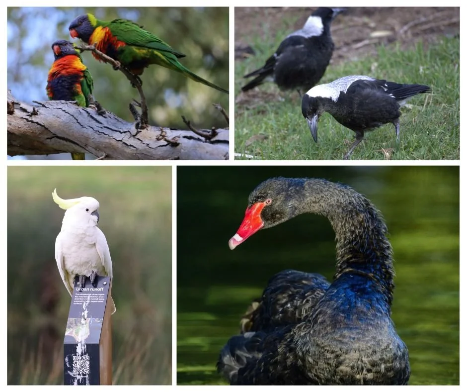 BIRD OF THE YEAR IS HERE!

Vote now in Guardian Australia&rsquo;s Bird of the Year poll and celebrate the birds we love.
Voting starts TODAY!

Five birds are eliminated each day, with voting resetting daily. Winner announced Thursday 16 October.

👉 