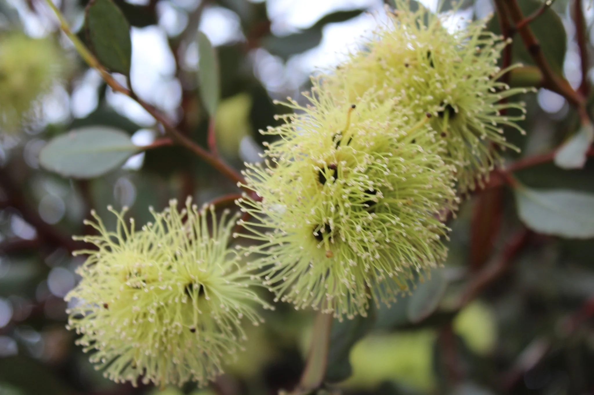 Round-leaved moort (Eucalyptus platypus) pictured in the mid-Murray region of SA by @jennifer512, iNaturalist