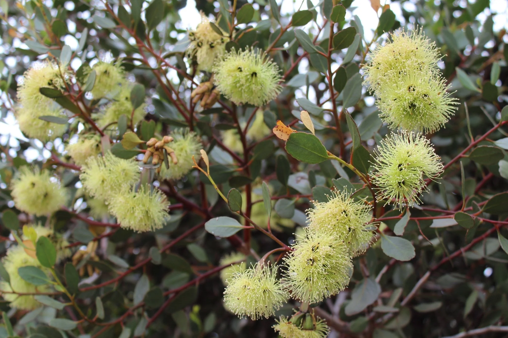 Round-leaved moort (Eucalyptus platypus) pictured in the mid-Murray region of SA by @jennifer512, iNaturalist