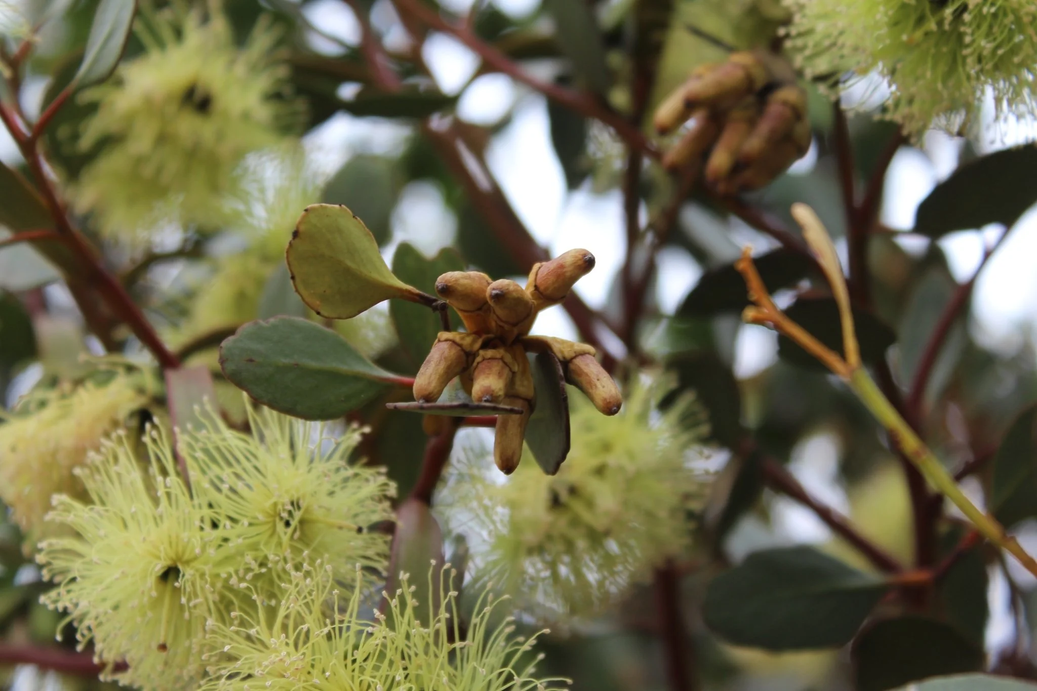 Round-leaved moort (Eucalyptus platypus) pictured in the mid-Murray region of SA by @jennifer512, iNaturalist