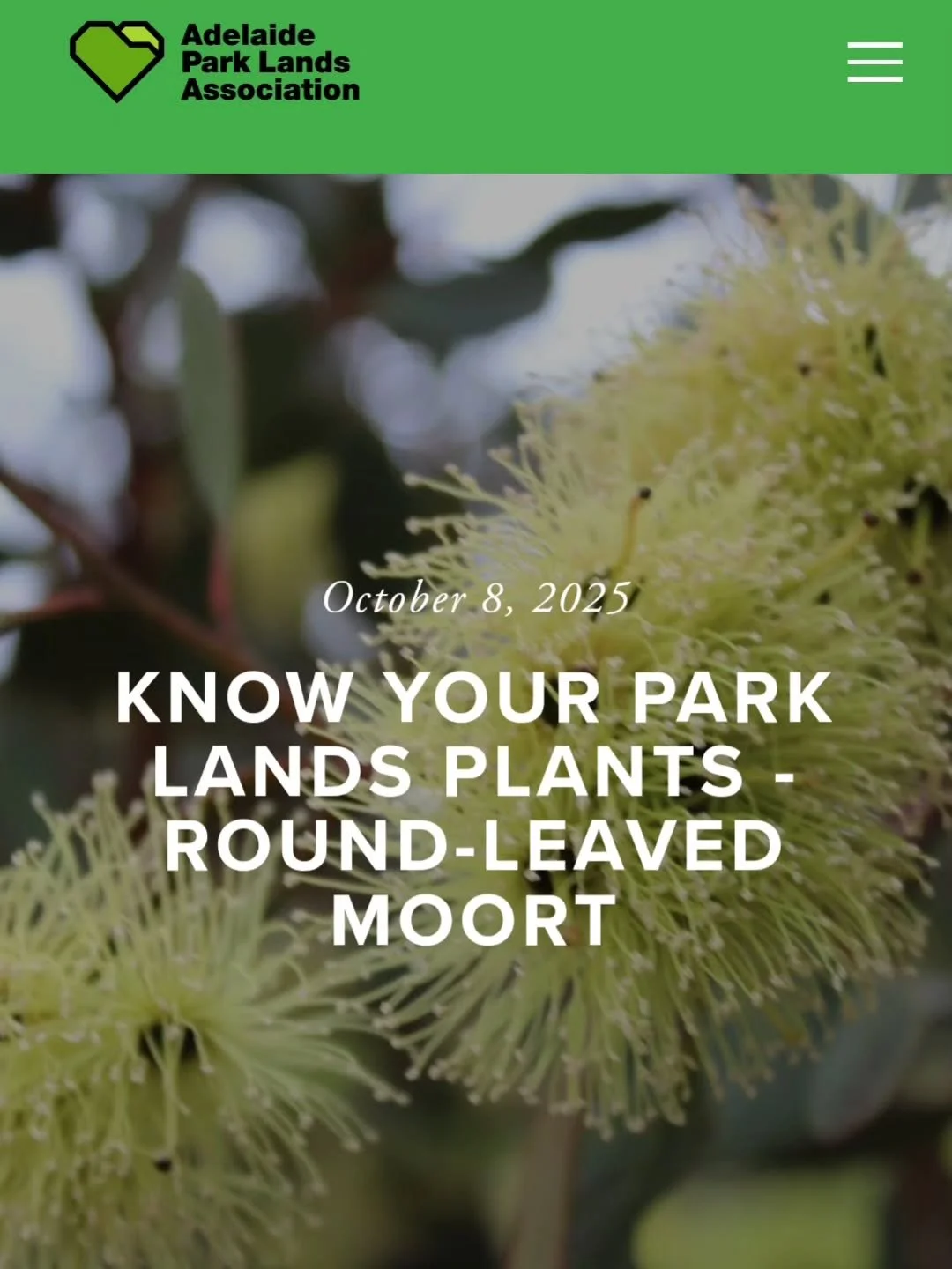 Here&rsquo;s a trick question. 
 
What sort of platypus grows in your Park Lands?  They are hiding in plain sight, but in only a very few locations. 

READ MORE AT THE LINK TO OUR LATEST BLOG IN OUR BIO 

www.adelaide-parklands.asn.au/blog/2025/10/8/