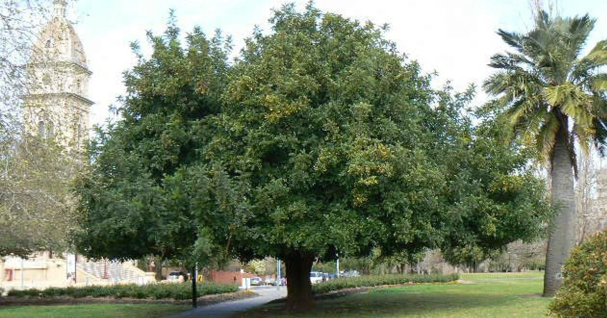 The two formal gardens of North Adelaide in your #adelaideparklands include an eclectic mix of historic trees. On our Guided Walk this Sunday, we'll identify these trees, and tell you about the wealthy 19th century Adelaideans who donated them to Bro
