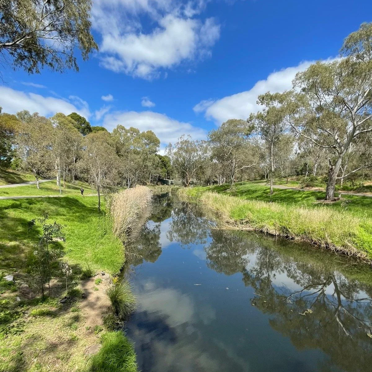 Gorgeous spring-time view in Park 11 this morning of Karrawirra Pari in Mistletoe Park / Tainmuntilla (Park 11). Taken by APA Tour Guide, Lo&iuml;ne Sweeney, from the Sir Douglas Nicholas pedestrian bridge.

Karrawirra Pari is the Kaurna name for the